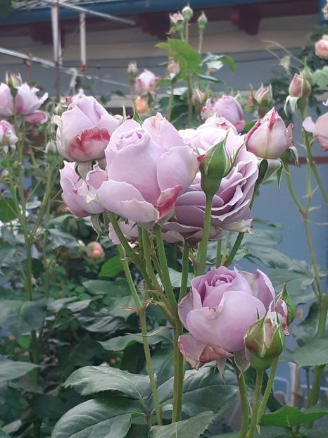  - Novalis 2022- 2023-2024