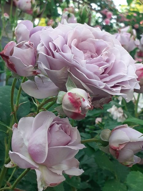  - Novalis 2022- 2023-2024