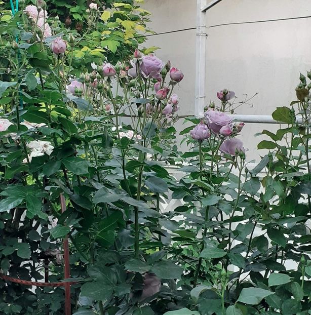  - Novalis 2022- 2023-2024