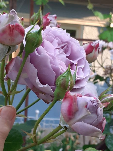  - Novalis 2022- 2023-2024