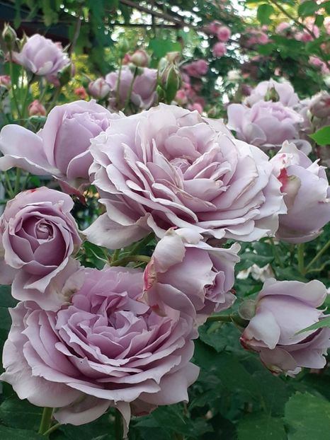  - Novalis 2022- 2023-2024