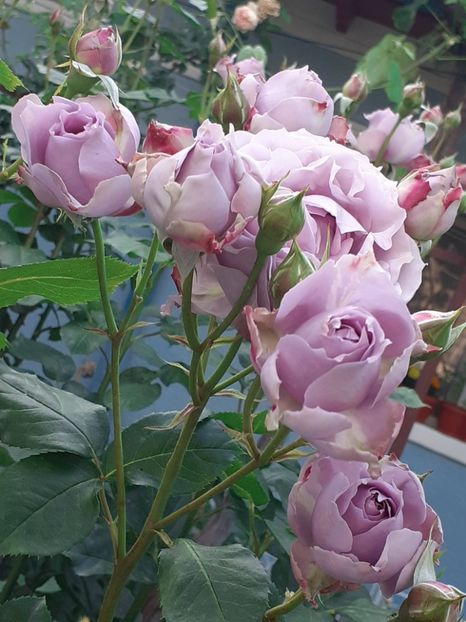  - Novalis 2022- 2023-2024