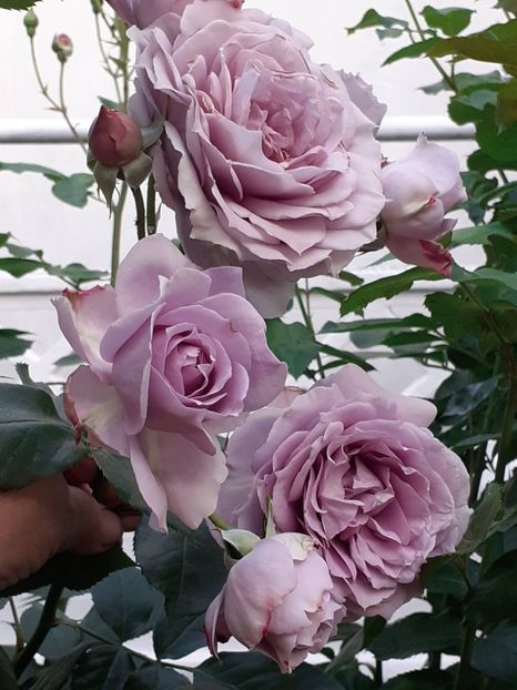  - Novalis 2022- 2023-2024