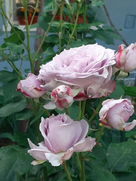  - Novalis 2022- 2023-2024