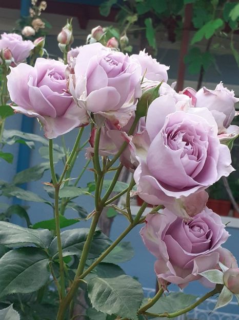  - Novalis 2022- 2023-2024