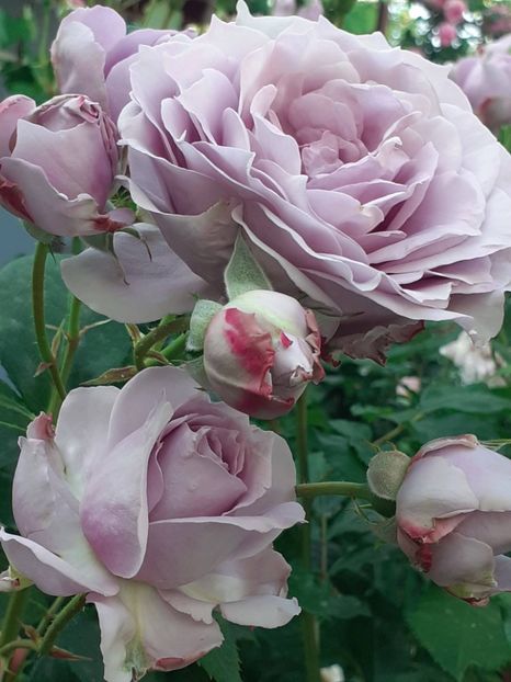  - Novalis 2022- 2023-2024