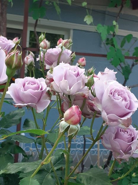  - Novalis 2022- 2023-2024