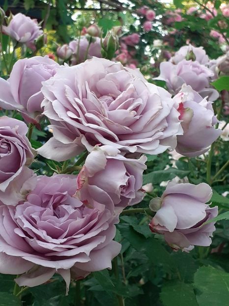  - Novalis 2022- 2023-2024