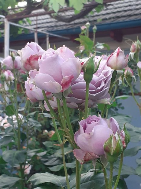  - Novalis 2022- 2023-2024