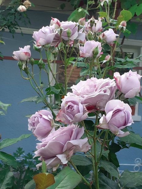  - Novalis 2022- 2023-2024