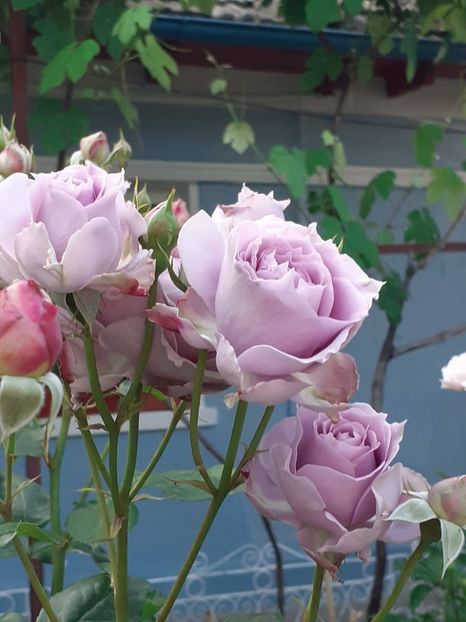  - Novalis 2022- 2023-2024