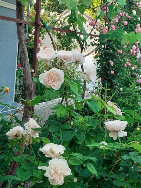  - Rose de Tolbiac