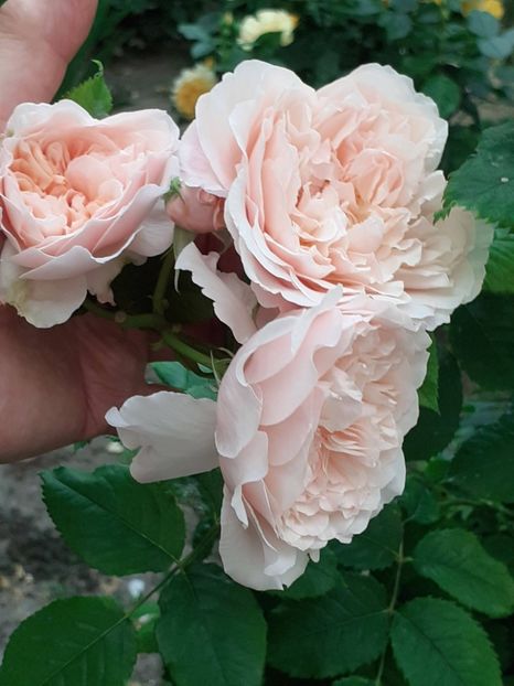  - Rose de Tolbiac