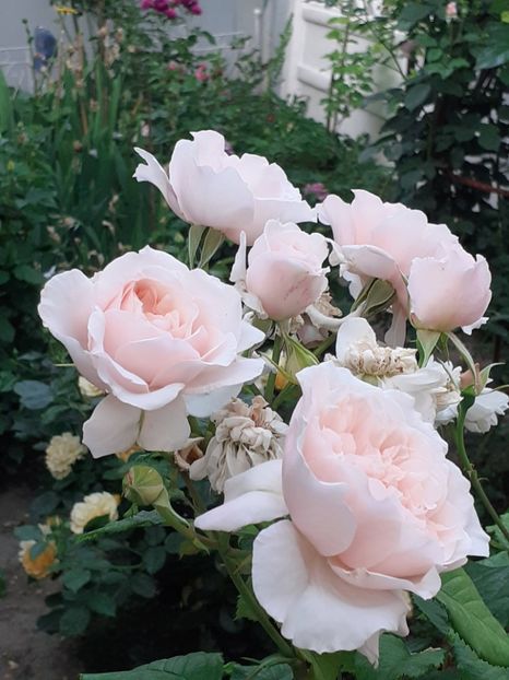  - Rose de Tolbiac
