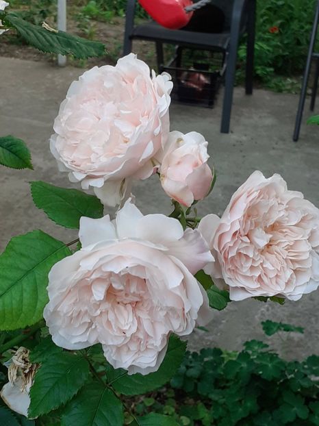  - Rose de Tolbiac