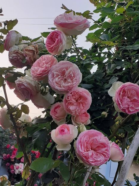  - Eden Rose 2024_ 2025