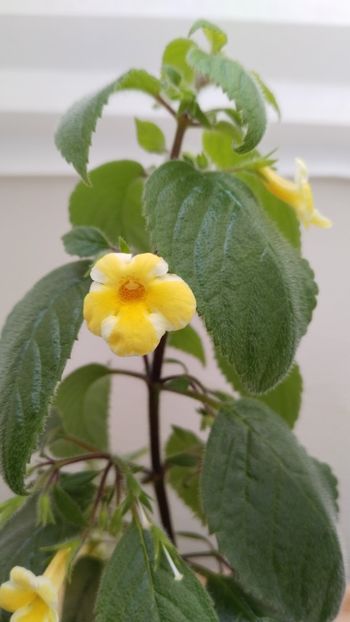  - 2025-AnYa s OLGA PIDPALA