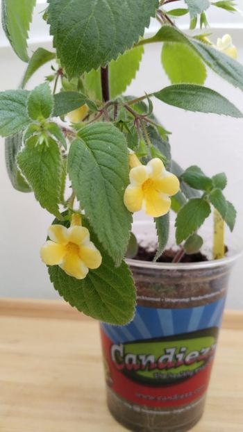  - 2025-AnYa s OLGA PIDPALA