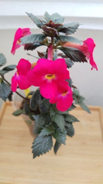  - 2025-BriD s ANNIKA