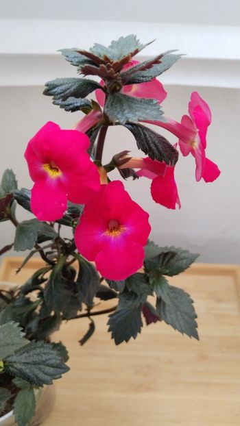  - 2025-BriD s ANNIKA