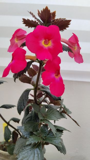  - 2025-BriD s ANNIKA