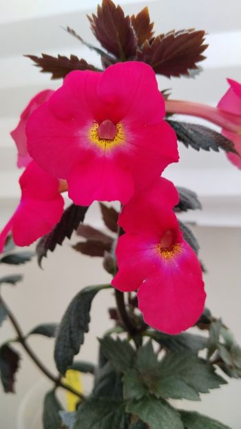  - 2025-BriD s ANNIKA