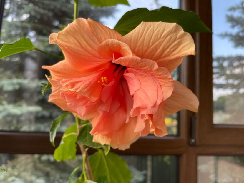  - Clasici - Apricot Dublu și Alb Dublu