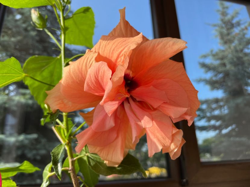  - Clasici - Apricot Dublu și Alb Dublu