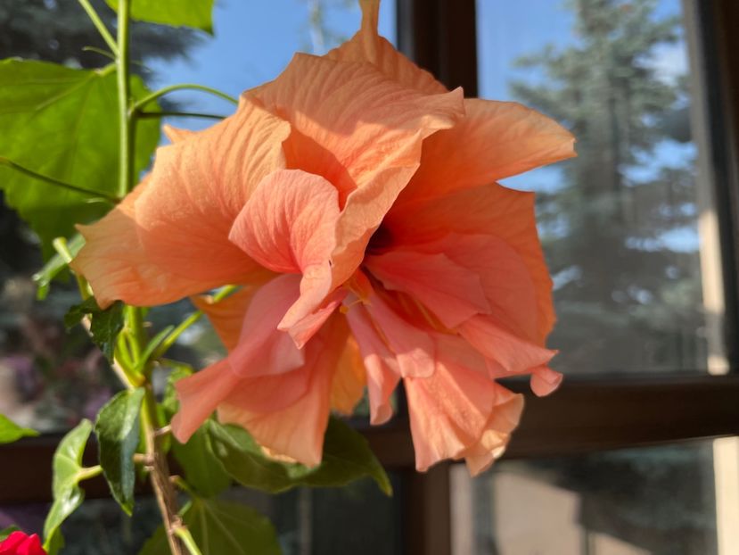  - Clasici - Apricot Dublu și Alb Dublu