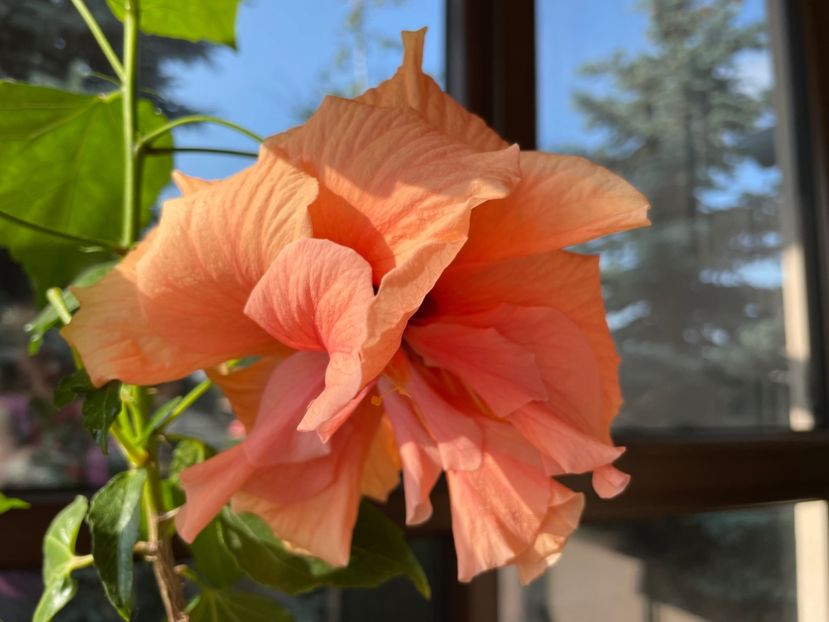  - Clasici - Apricot Dublu și Alb Dublu