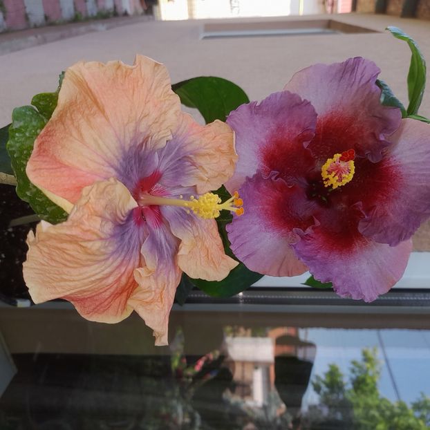 07.06.2025 - HIBISCUSI 2025-2