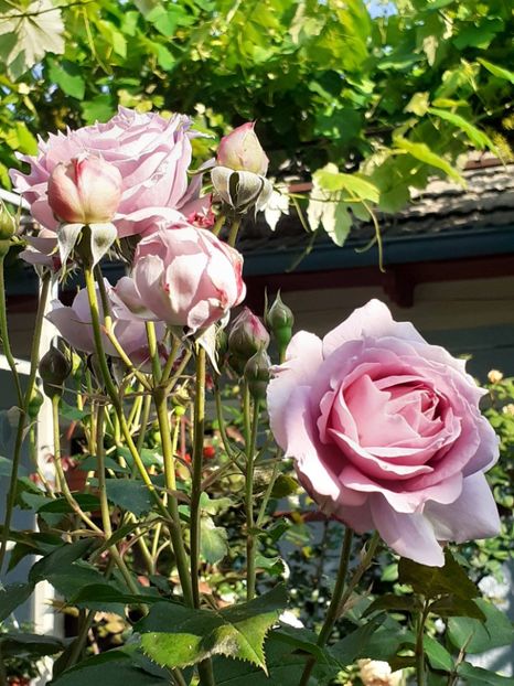  - Novalis 2022- 2023-2024