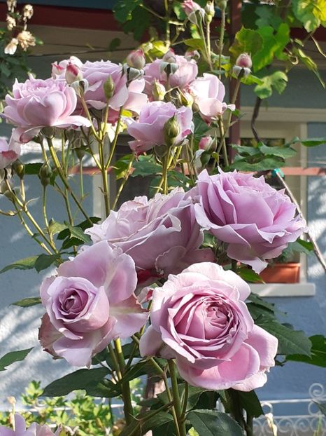  - Novalis 2022- 2023-2024