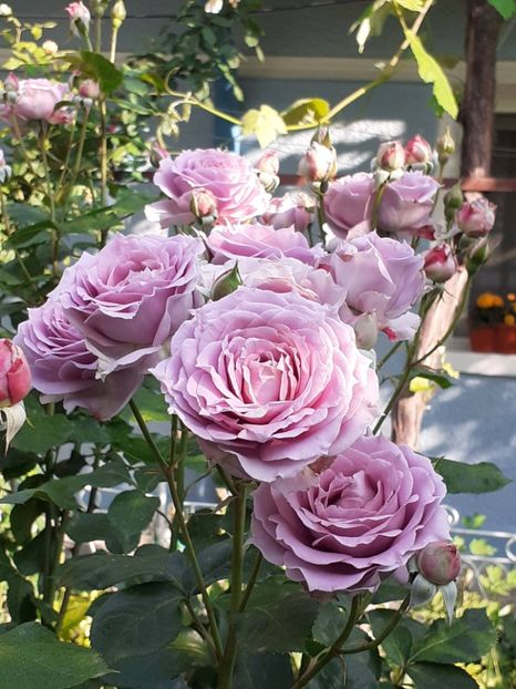  - Novalis 2022- 2023-2024