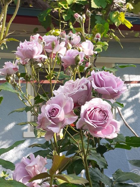  - Novalis 2022- 2023-2024