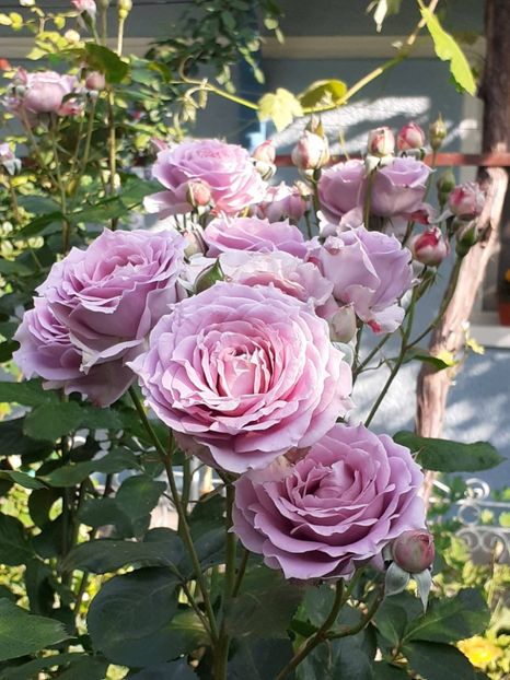  - Novalis 2022- 2023-2024