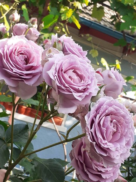  - Novalis 2022- 2023-2024