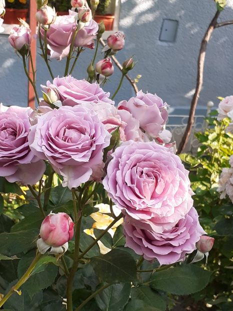  - Novalis 2022- 2023-2024