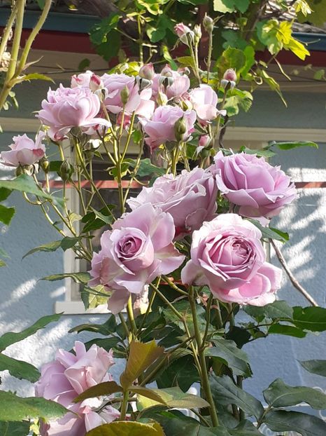  - Novalis 2022- 2023-2024