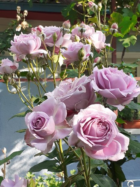  - Novalis 2022- 2023-2024