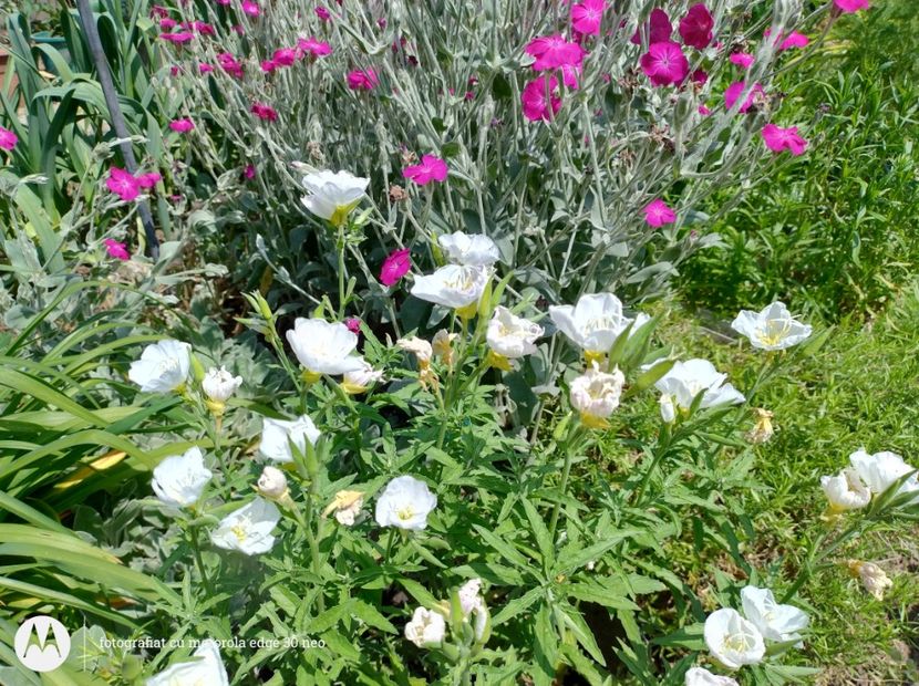  - Flori de gradină-2025