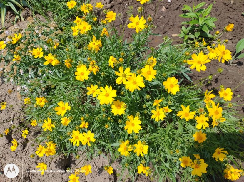  - Flori de gradină-2025