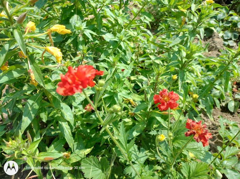  - Flori de gradină-2025