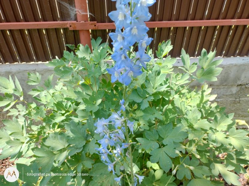  - Flori de gradină-2025