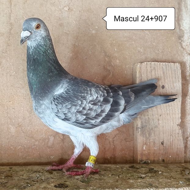 Mascul 24-907 - Porumbei vanduti