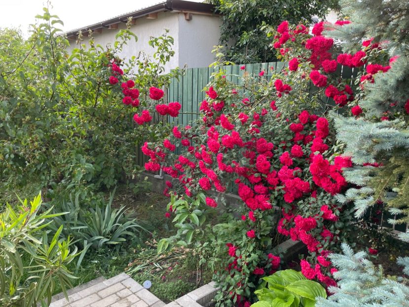  - 0008 - Trandafiri 2025