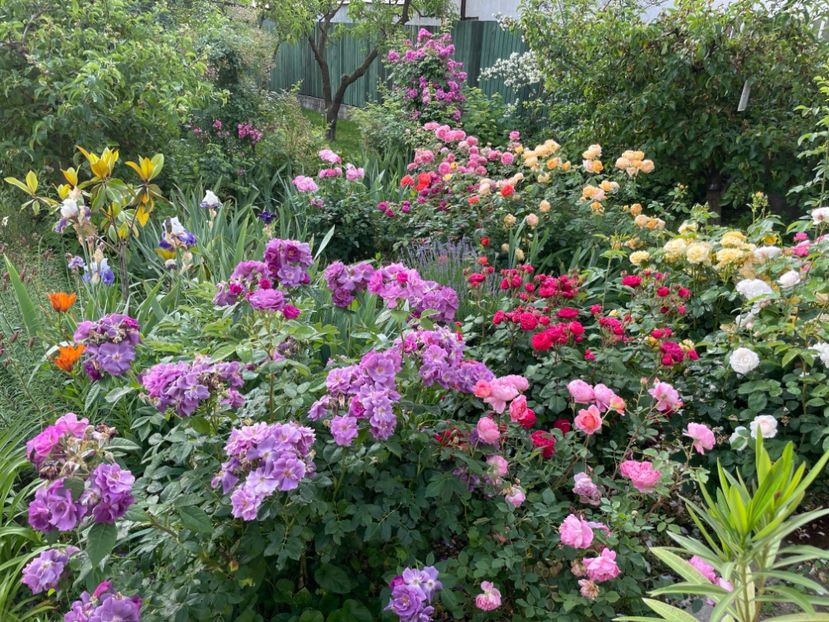  - 0008 - Trandafiri 2025