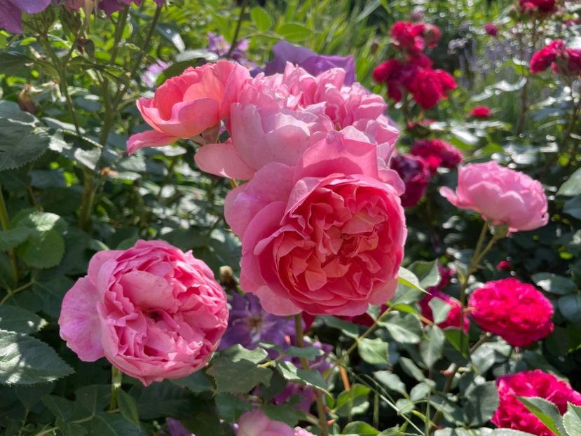  - 0008 - Trandafiri 2025