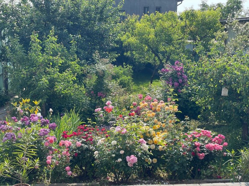  - 0008 - Trandafiri 2025