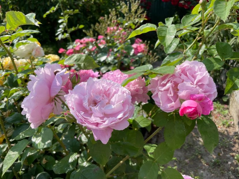  - 0008 - Trandafiri 2025